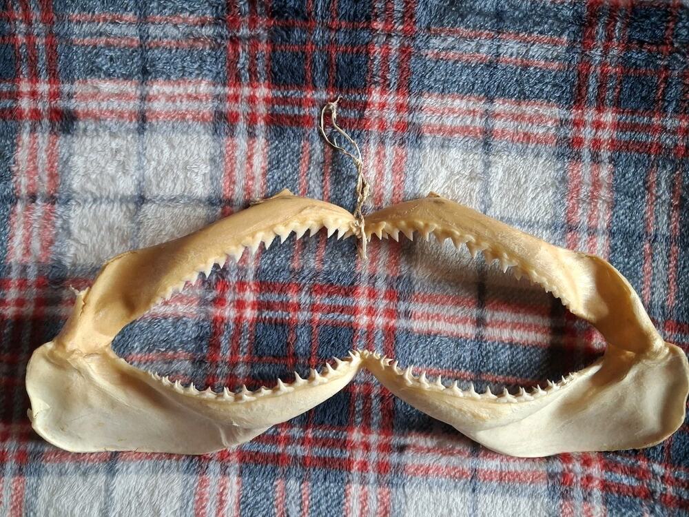 Bull Shark JawsTaxidermy